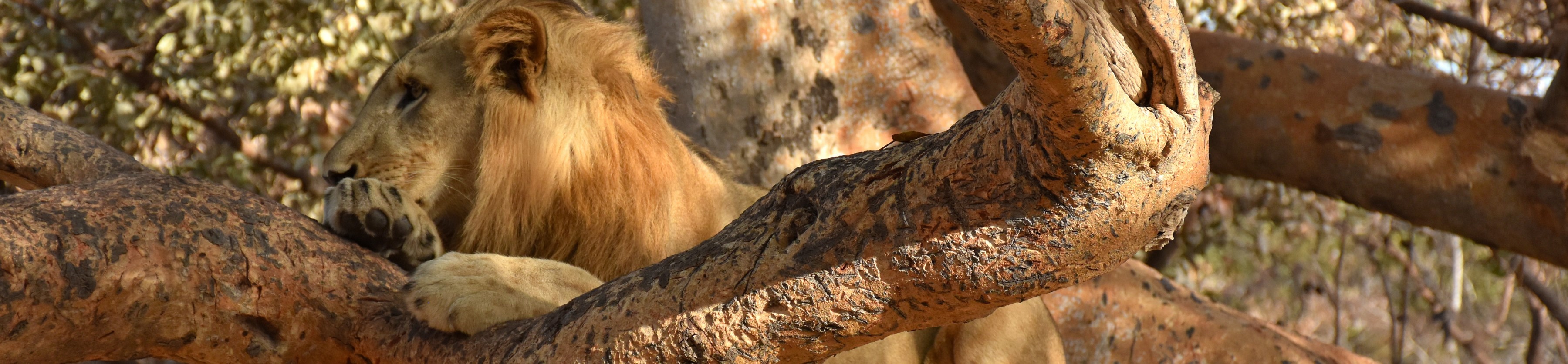 Fathala National Park, resting lion