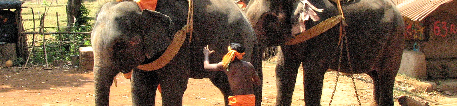 India, elephants