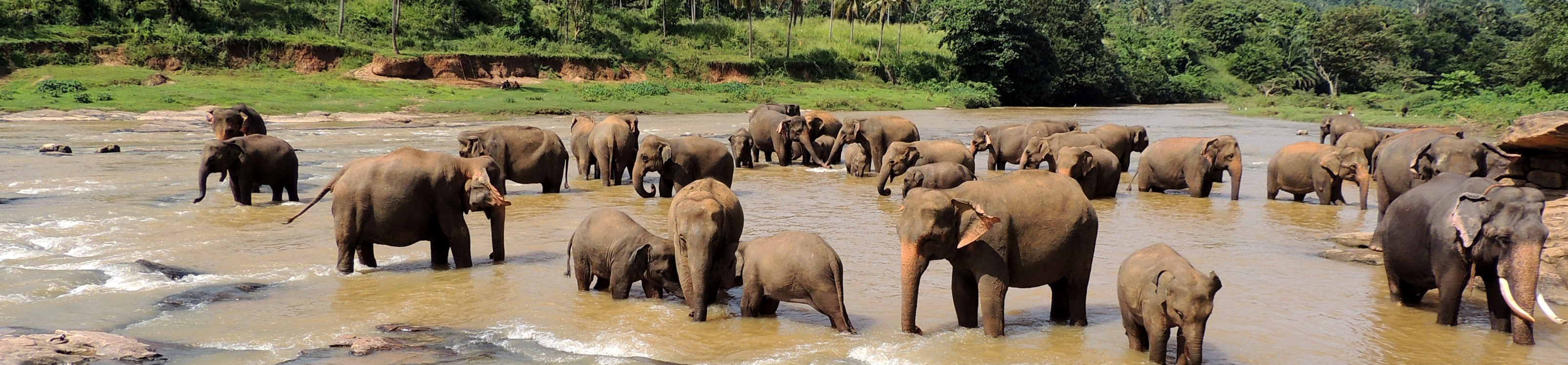 Sri Lanka, sierociniec słoni w Pinnawela