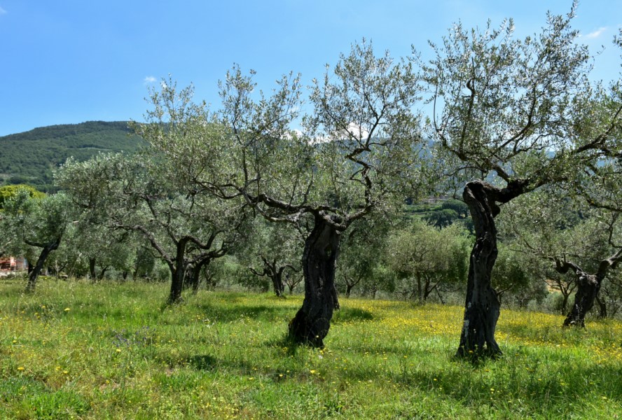 Assisi olive grove vacation Umbria trips cheap