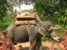 Przejażdżka na słoniu