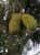 owoce Durian