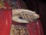 charakterystyczne dla Konfucjusza ułożenie dłoni